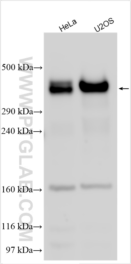 Western Blot (WB) analysis of various lysates using LAMA1 Polyclonal antibody (28697-1-AP)