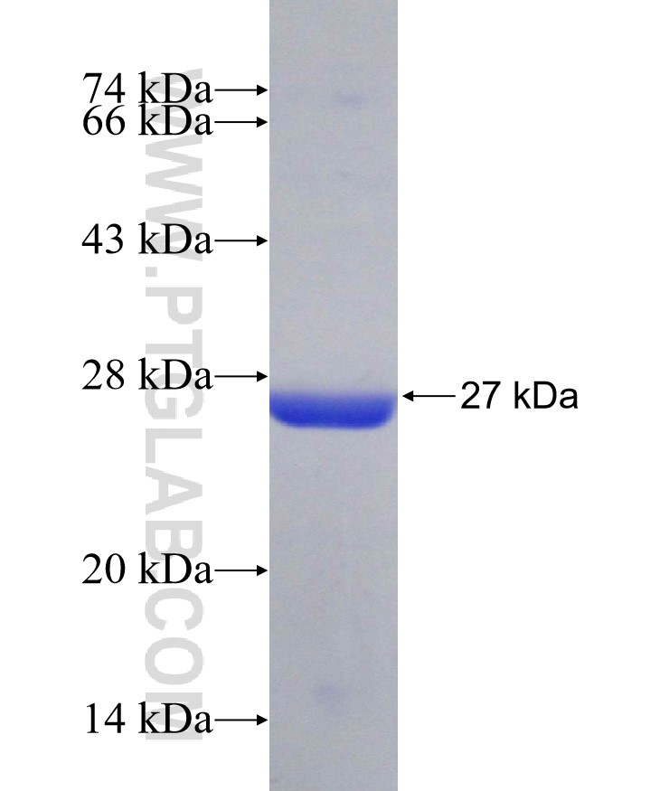 LAMA1 fusion protein Ag29326 SDS-PAGE