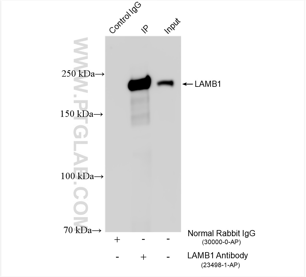 Immunoprecipitation (IP) experiment of NIH/3T3 cells using Laminin beta 1 Polyclonal antibody (23498-1-AP)