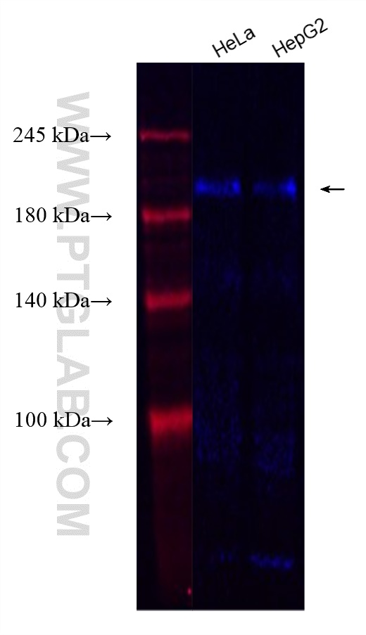 Western Blot (WB) analysis of various lysates using CoraLite® Plus 750-conjugated LAMB2 Recombinant an (CL750-82946)