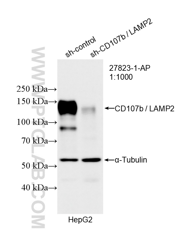 Western Blot (WB) analysis of HepG2 cells using CD107b / LAMP2 Polyclonal antibody (27823-1-AP)