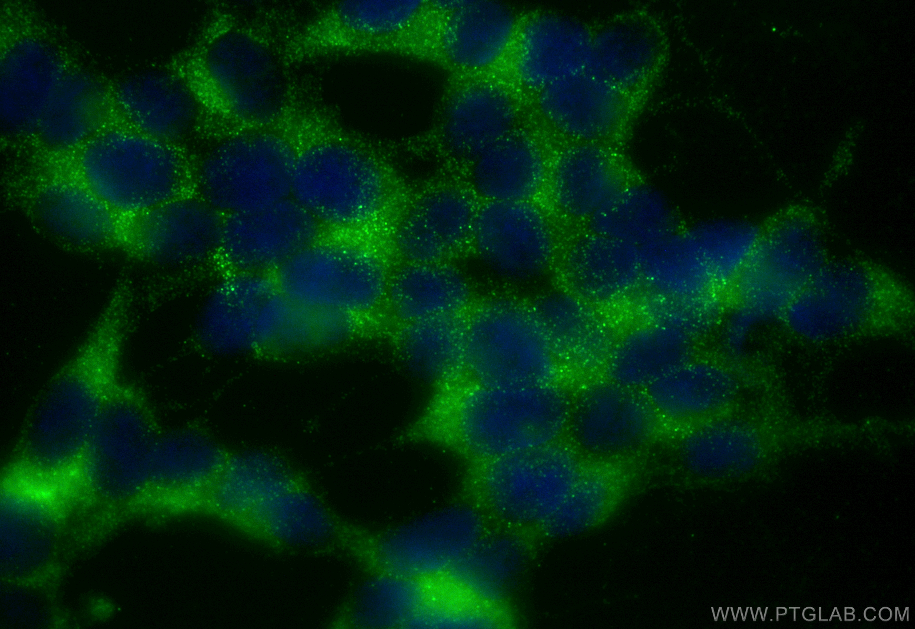 Immunofluorescence (IF) / fluorescent staining of SH-SY5Y cells using CoraLite® Plus 488-conjugated LAMP5 Recombinant an (CL488-82992-2)