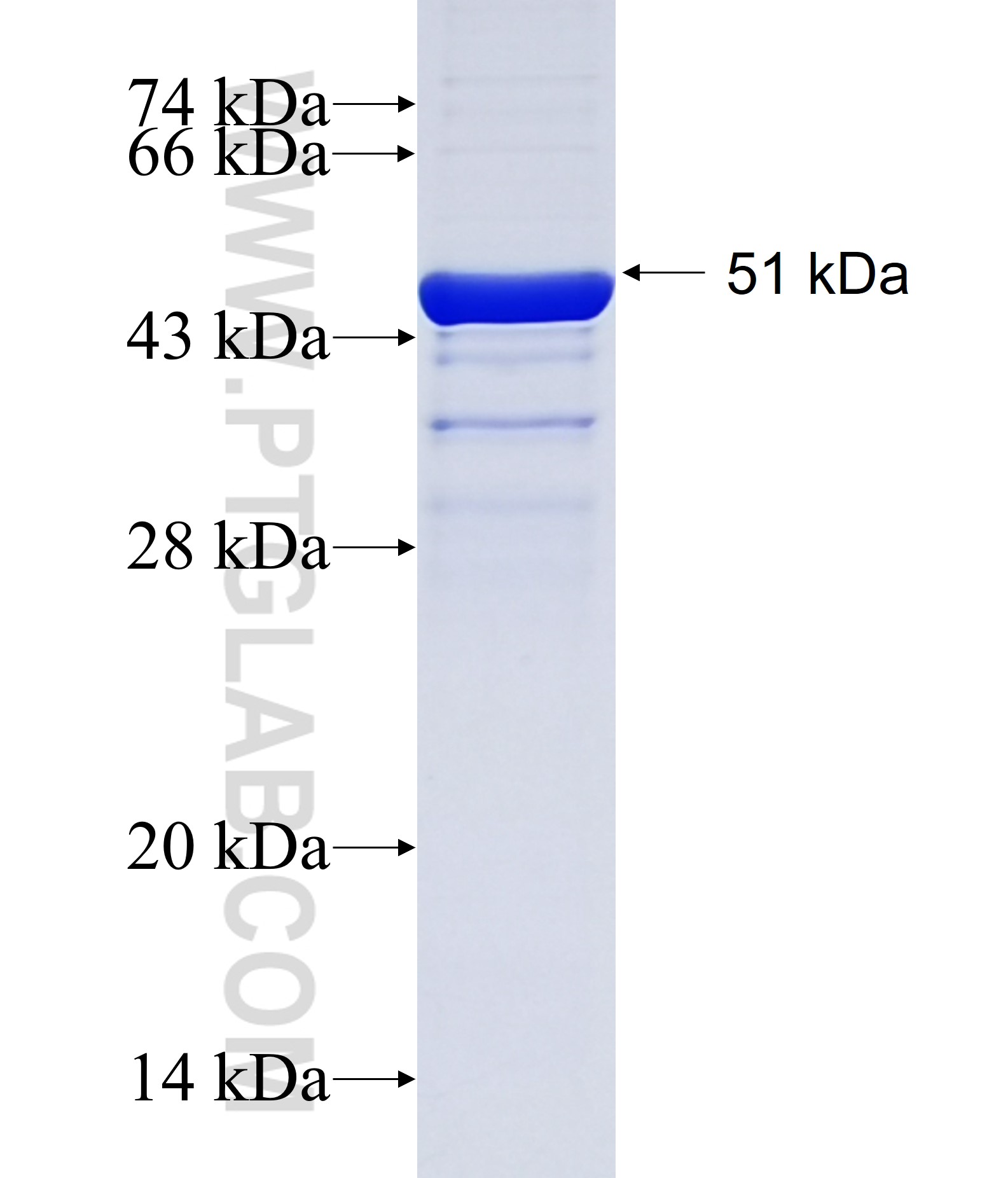 LAMP5 fusion protein Ag33894 SDS-PAGE