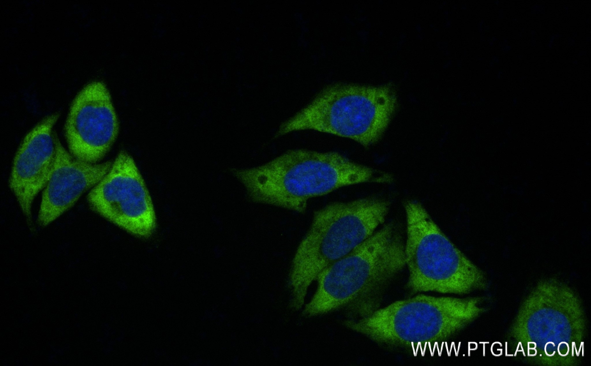 Immunofluorescence (IF) / fluorescent staining of HepG2 cells using LAMR1/RPSA Recombinant antibody (83495-7-RR)