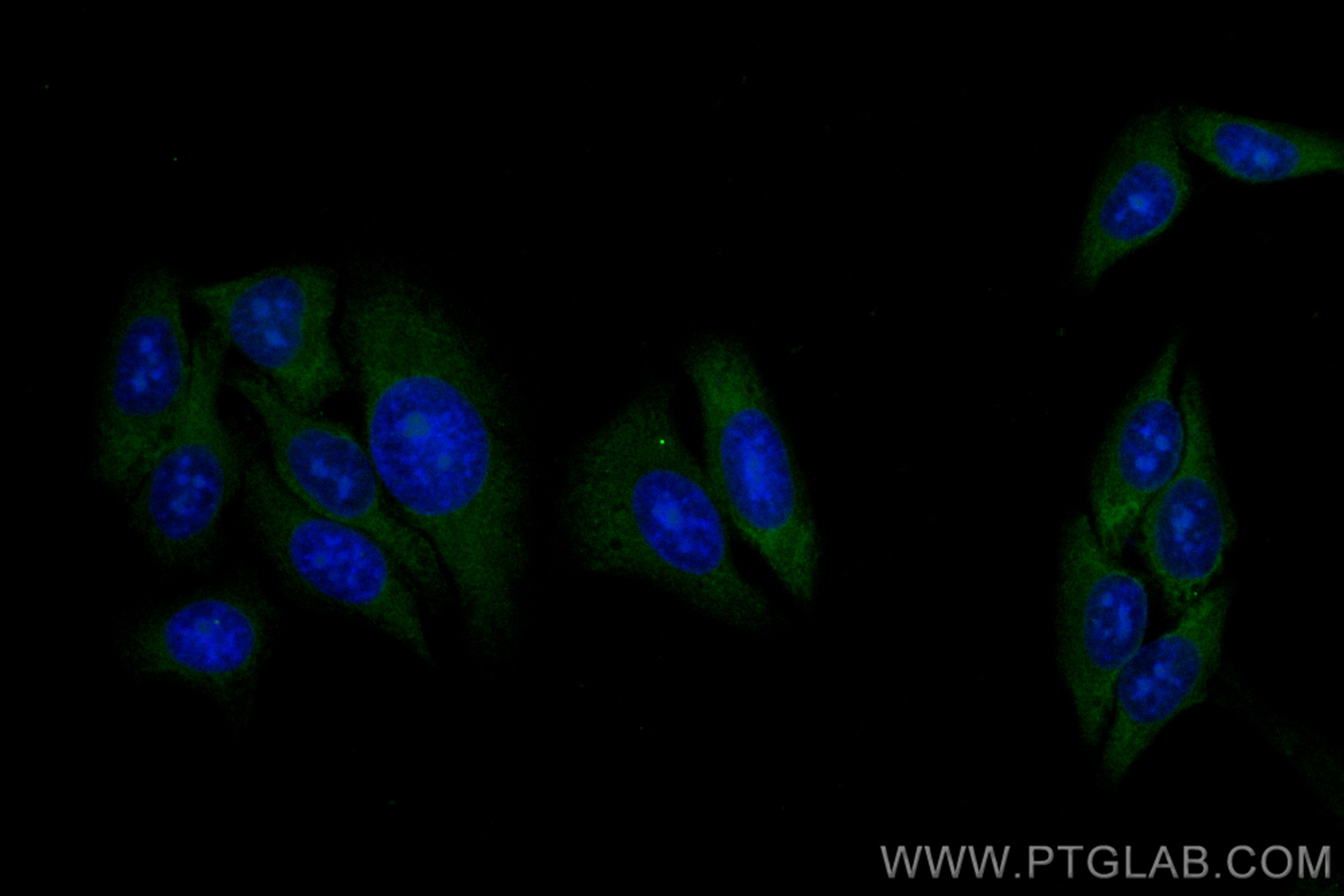 Immunofluorescence (IF) / fluorescent staining of HepG2 cells using CoraLite® Plus 488-conjugated LAMR1/RPSA Recombina (CL488-83495-7)