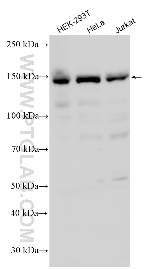 Western Blot (WB) analysis of various lysates using LATS2-Specific Polyclonal antibody (20276-1-AP)