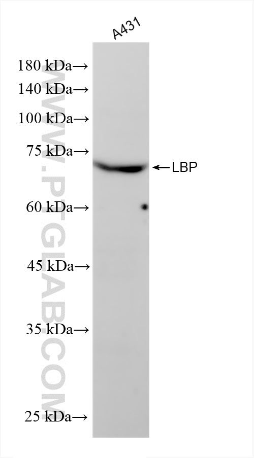 Western Blot (WB) analysis of A431 cells using LBP Recombinant antibody (83427-1-RR)