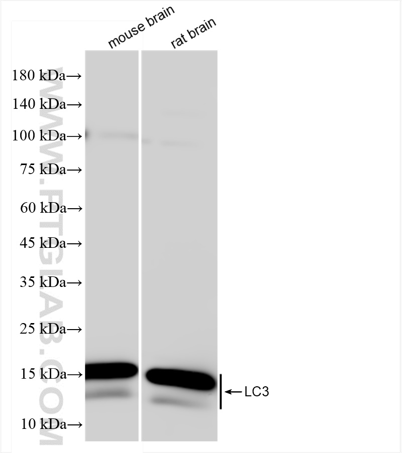 Western Blot (WB) analysis of mouse brain tissue using LC3 Recombinant antibody (81004-1-RR)