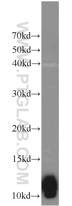 Western Blot (WB) analysis of mouse skin tissue using LCE1B Polyclonal antibody (21771-1-AP)