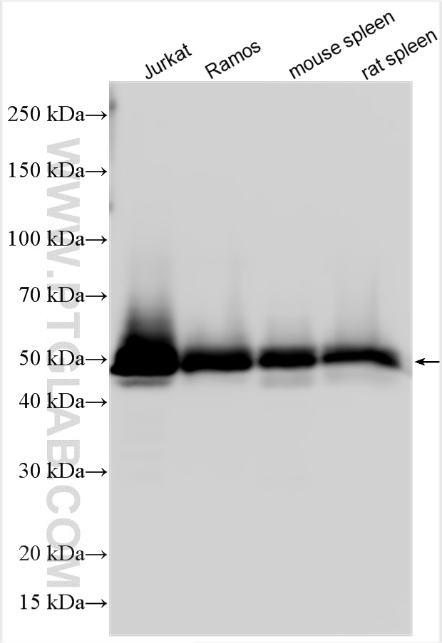 Western Blot (WB) analysis of various lysates using LCK Polyclonal antibody (32464-1-AP)
