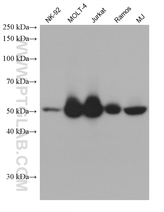 Western Blot (WB) analysis of various lysates using LCK Monoclonal antibody (60162-1-Ig)