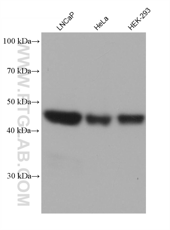 Western Blot (WB) analysis of various lysates using LDB1 Monoclonal antibody (68721-1-Ig)