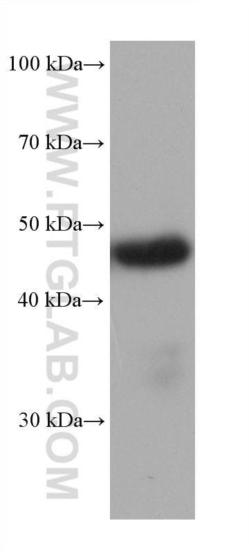 Western Blot (WB) analysis of NIH/3T3 cells using LDB1 Monoclonal antibody (68721-1-Ig)