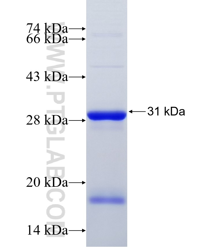 LDB1 fusion protein Ag34563 SDS-PAGE