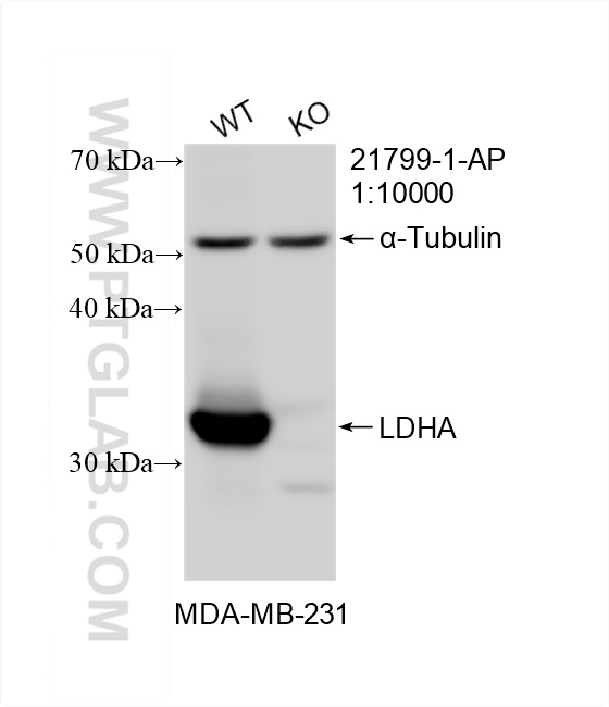 Western Blot (WB) analysis of MDA-MB-231 cells using LDHA Polyclonal antibody (21799-1-AP)