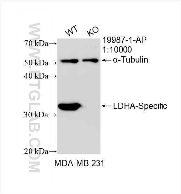 Western Blot (WB) analysis of MDA-MB-231 cells using LDHA-Specific Polyclonal antibody (19987-1-AP)