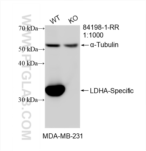 Western Blot (WB) analysis of MDA-MB-231 cells using LDHA-Specific Recombinant antibody (84198-1-RR)