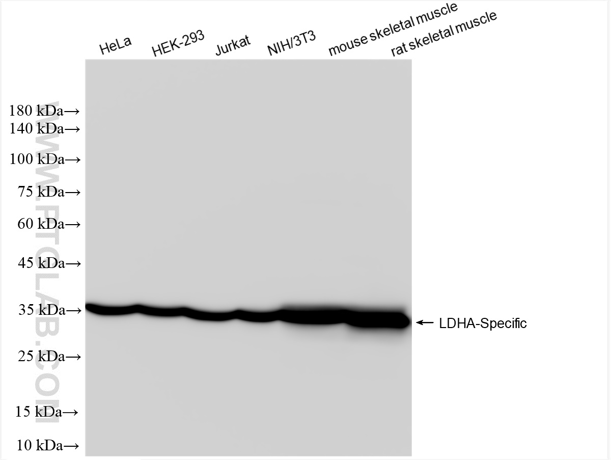 LDHA-Specific antibody (84198-2-RR) | Proteintech