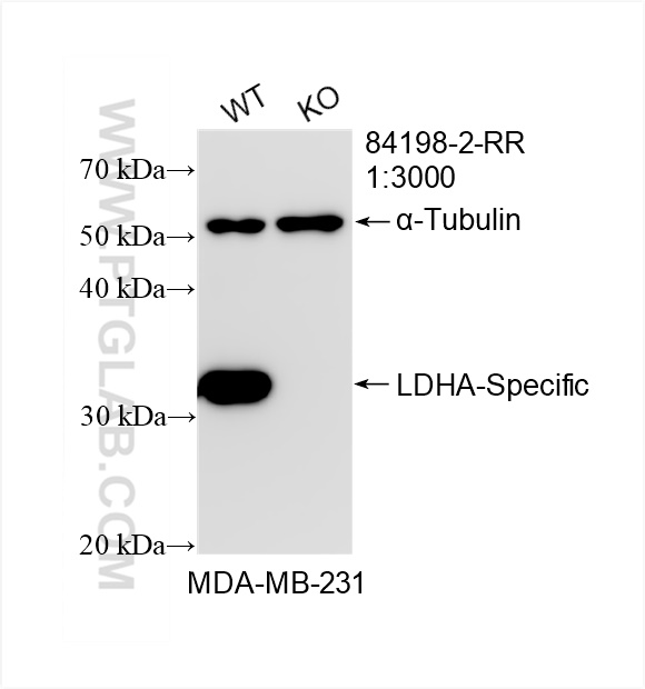 Western Blot (WB) analysis of MDA-MB-231 cells using LDHA-Specific Recombinant antibody (84198-2-RR)