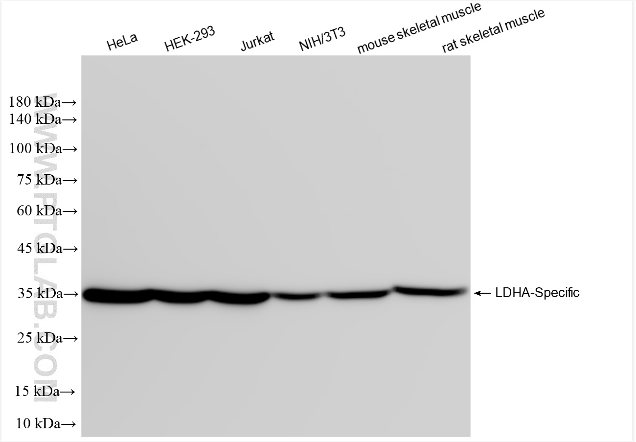 LDHA-Specific