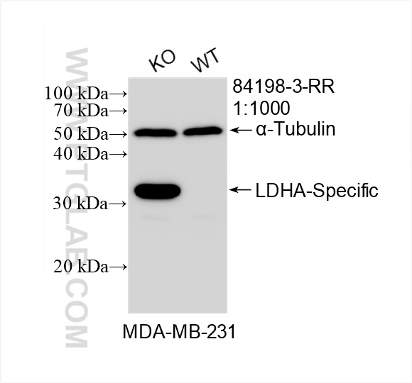 Western Blot (WB) analysis of MDA-MB-231 cells using LDHA-Specific Recombinant antibody (84198-3-RR)