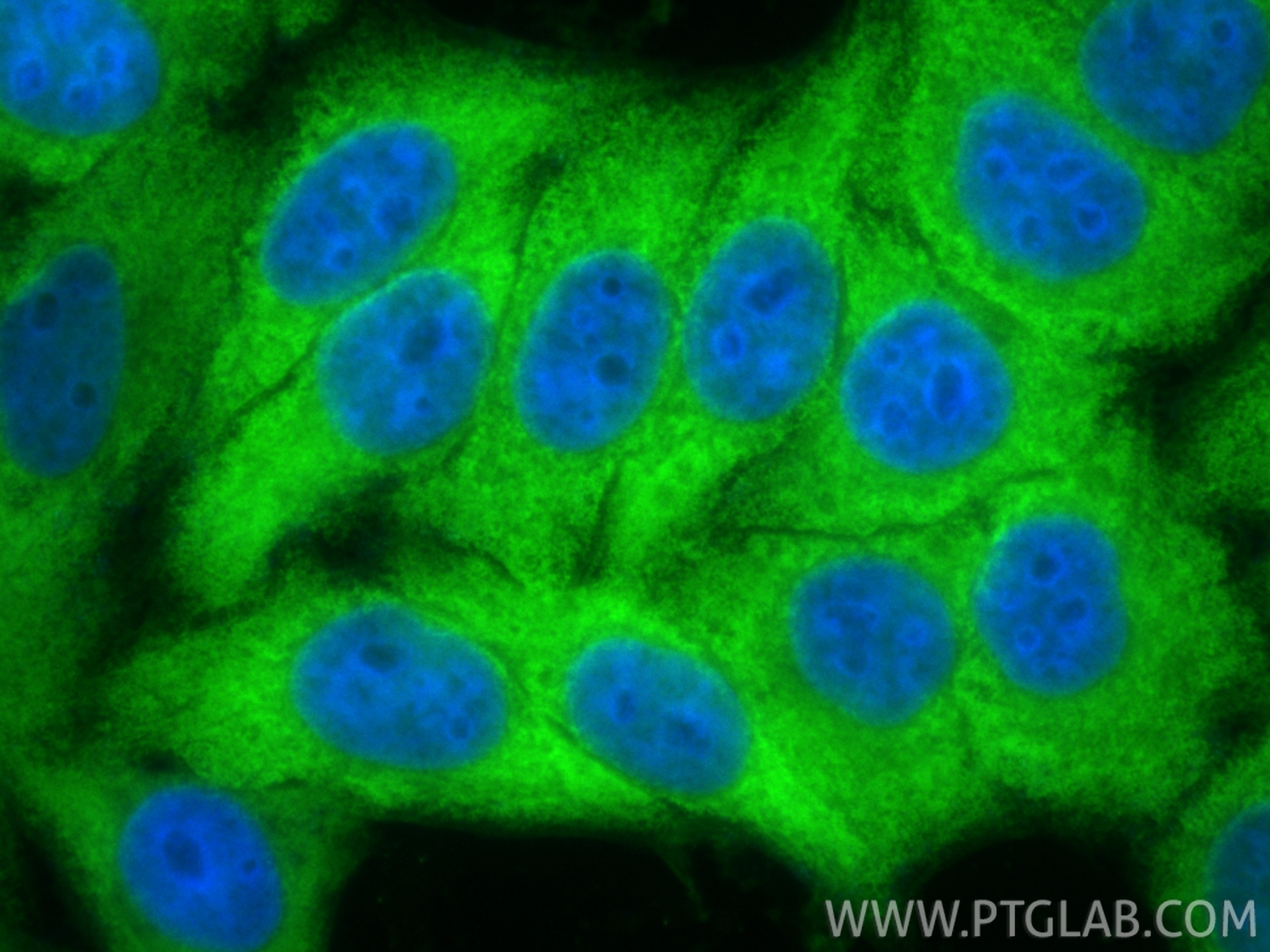 Immunofluorescence (IF) / fluorescent staining of HepG2 cells using CoraLite® Plus 488-conjugated LDHA-Specific Polycl (CL488-19987)