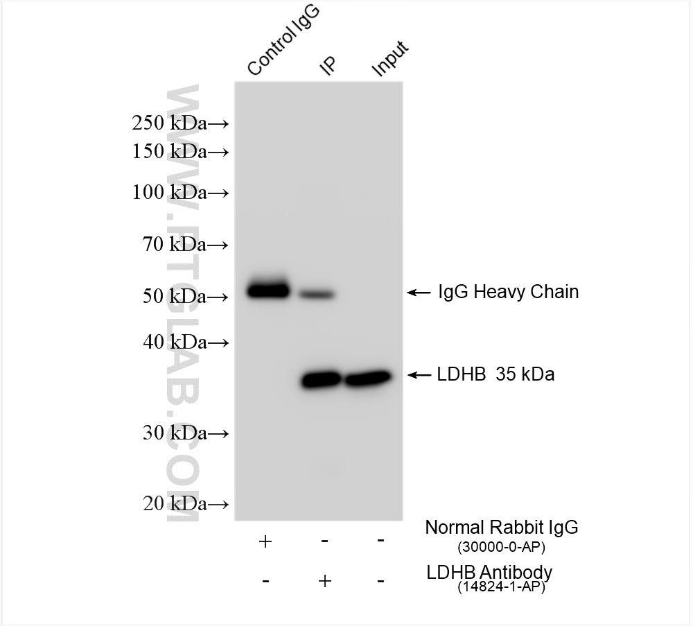 Immunoprecipitation (IP) experiment of mouse brain tissue using LDHB Polyclonal antibody (14824-1-AP)