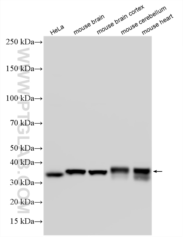 Western Blot (WB) analysis of various lysates using LDHB-Specific Polyclonal antibody (19988-1-AP)