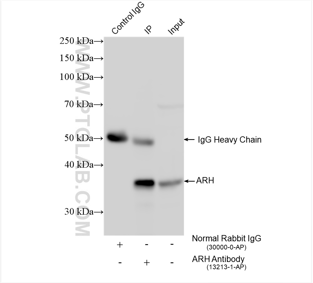 Immunoprecipitation (IP) experiment of HeLa cells using ARH Polyclonal antibody (13213-1-AP)