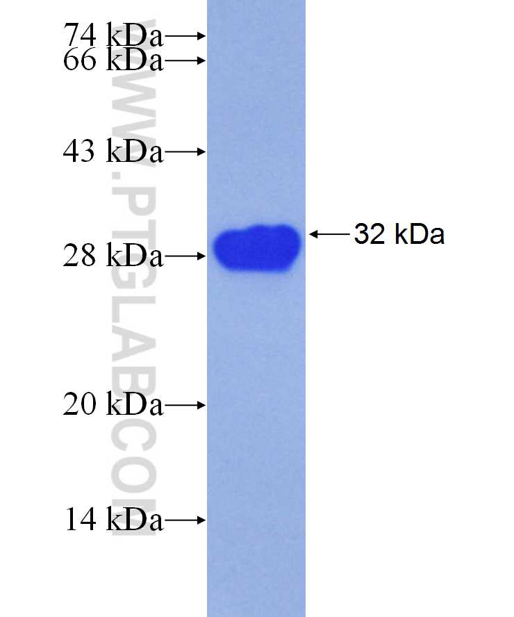 LEF1 fusion protein Ag29629 SDS-PAGE