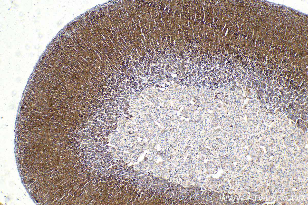 Immunohistochemistry (IHC) staining of mouse adrenal gland tissue using LETM1 Monoclonal antibody (68208-1-Ig)