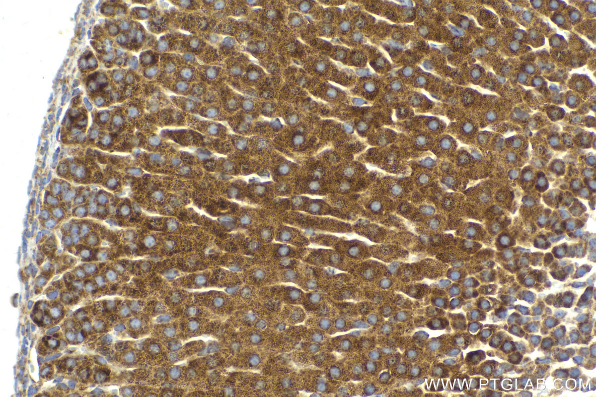 Immunohistochemistry (IHC) staining of mouse adrenal gland tissue using LETM1 Monoclonal antibody (68208-1-Ig)