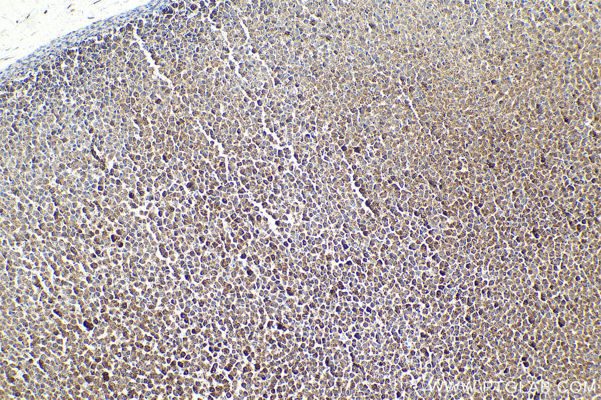 Immunohistochemistry (IHC) staining of rat adrenal gland tissue using LETM1 Monoclonal antibody (68208-1-Ig)