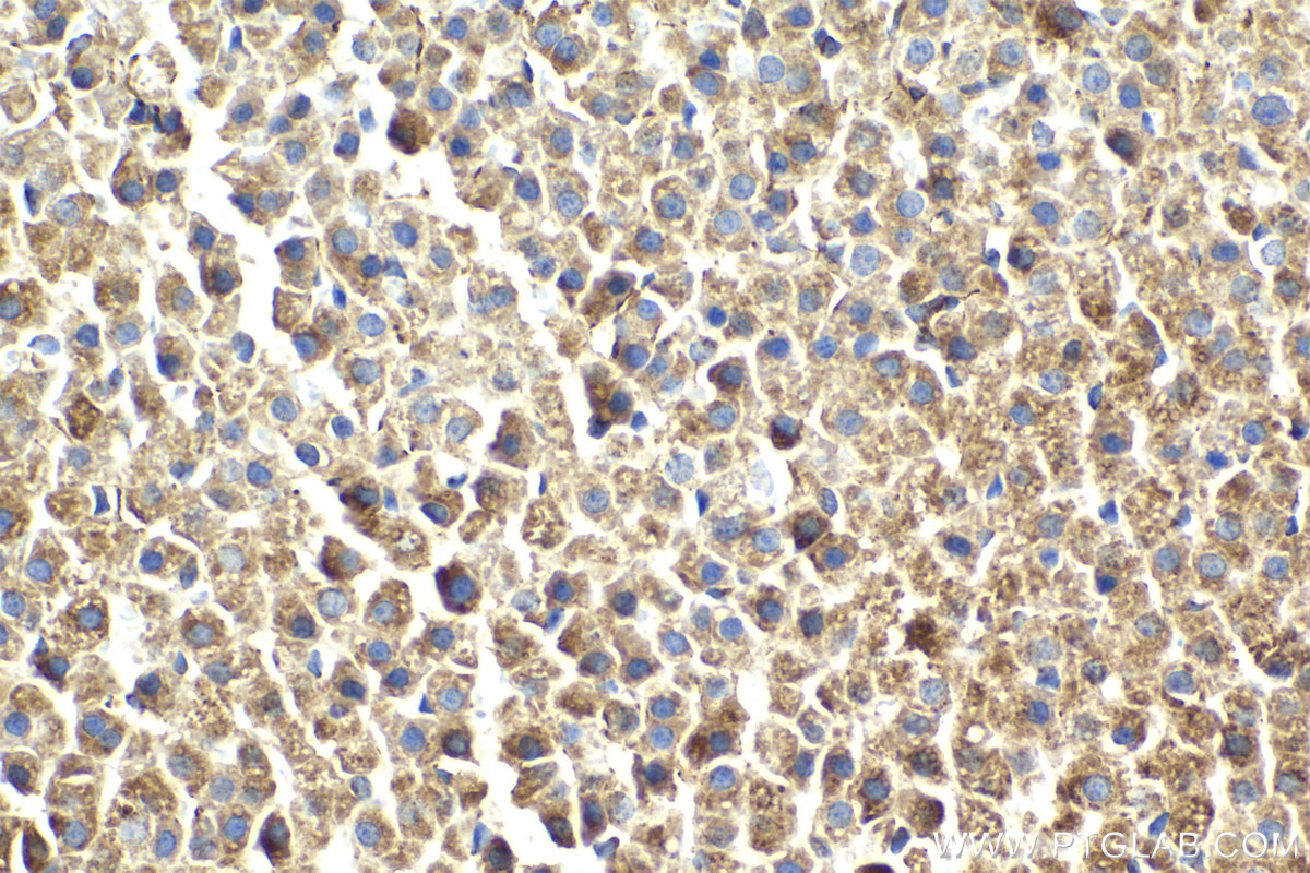 Immunohistochemistry (IHC) staining of rat adrenal gland tissue using LETM1 Monoclonal antibody (68208-1-Ig)