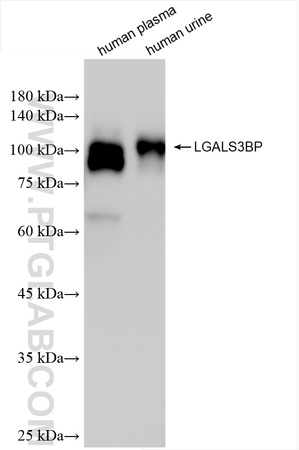 Western Blot (WB) analysis of various lysates using LGALS3BP Recombinant antibody (85883-5-RR)