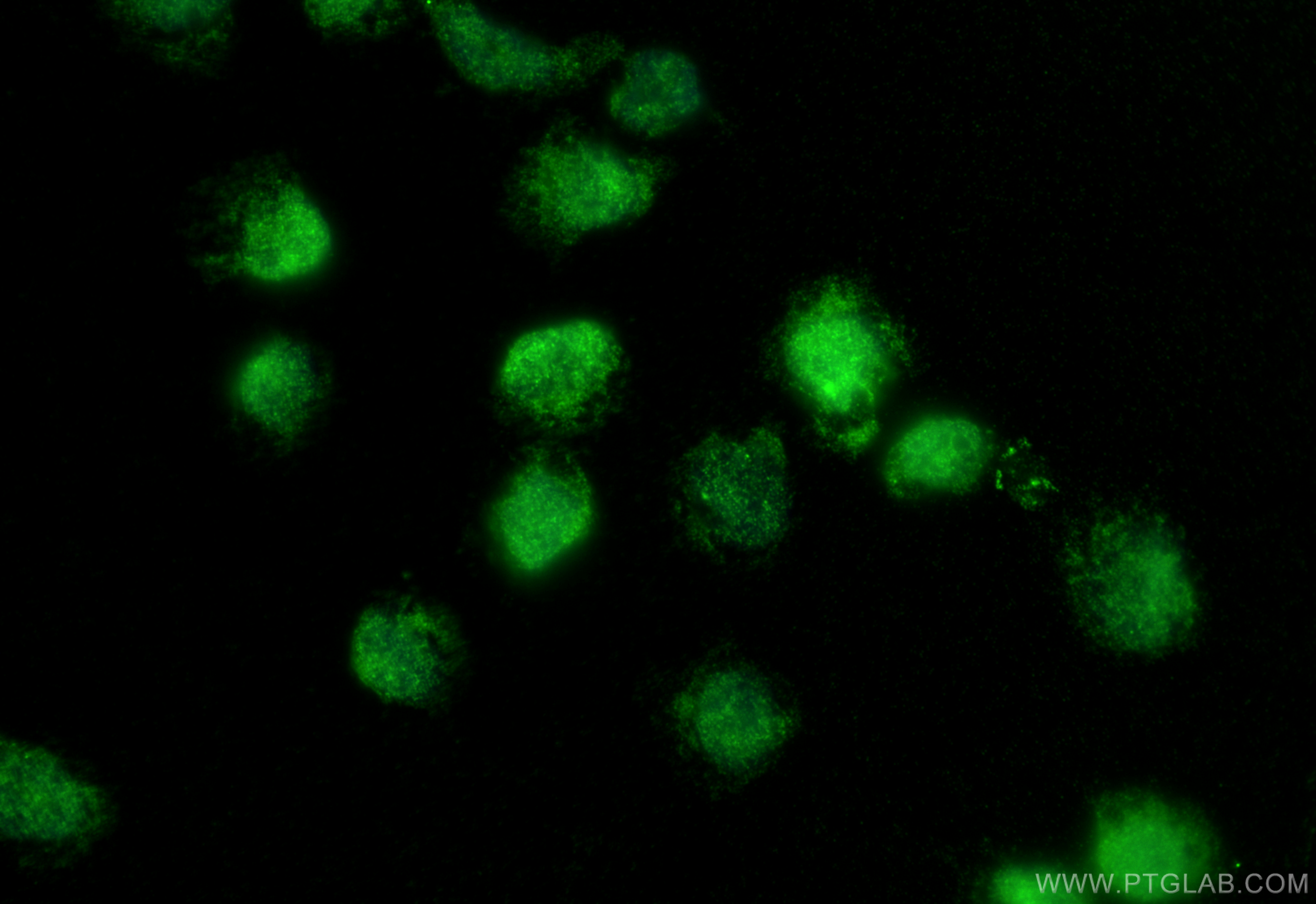 Immunofluorescence (IF) / fluorescent staining of U-937 cells using LGALS9/Galectin-9 Polyclonal antibody (17938-1-AP)