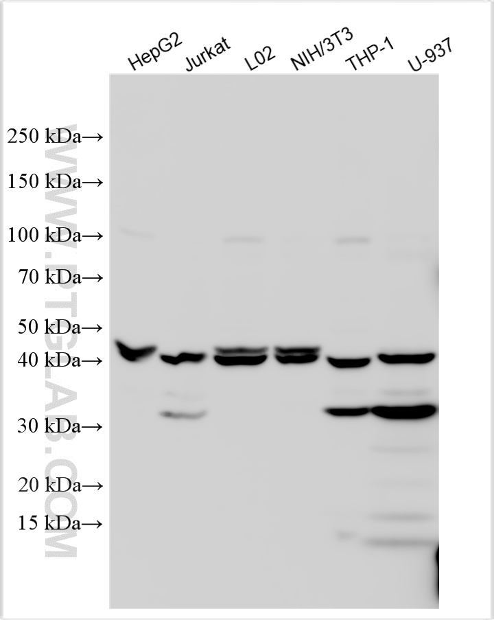 Western Blot (WB) analysis of various lysates using LGALS9/Galectin-9 Polyclonal antibody (17938-1-AP)