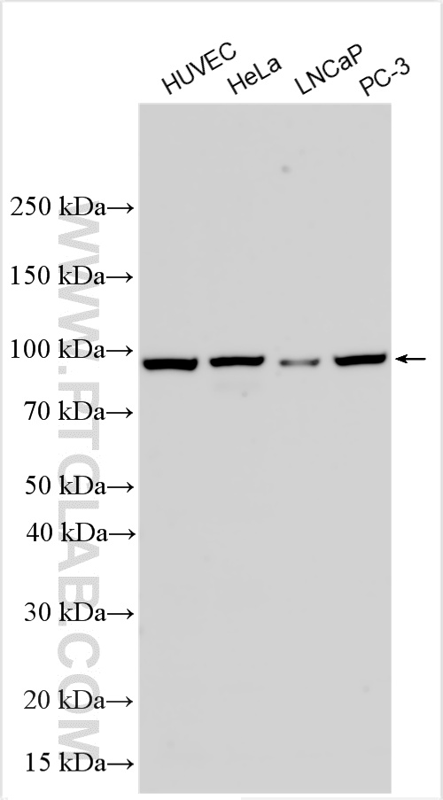 Western Blot (WB) analysis of various lysates using LGR6 Polyclonal antibody (17658-1-AP)