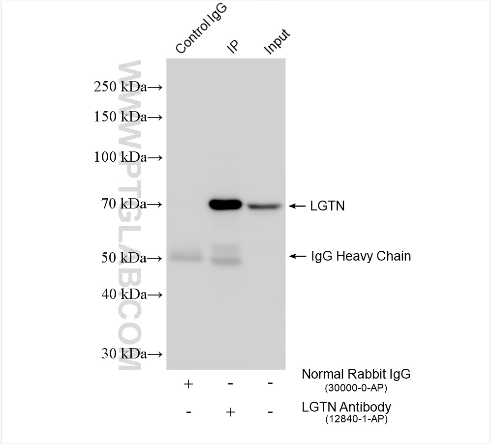 Immunoprecipitation (IP) experiment of HepG2 cells using LGTN Polyclonal antibody (12840-1-AP)