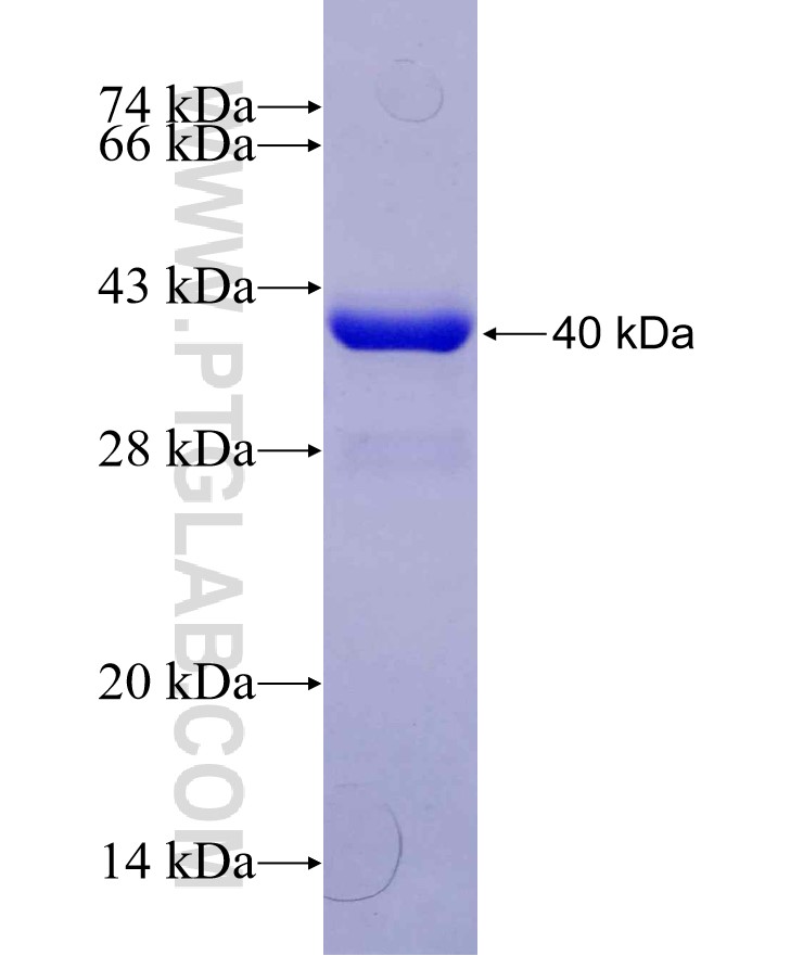 LHX1 fusion protein Ag29723 SDS-PAGE