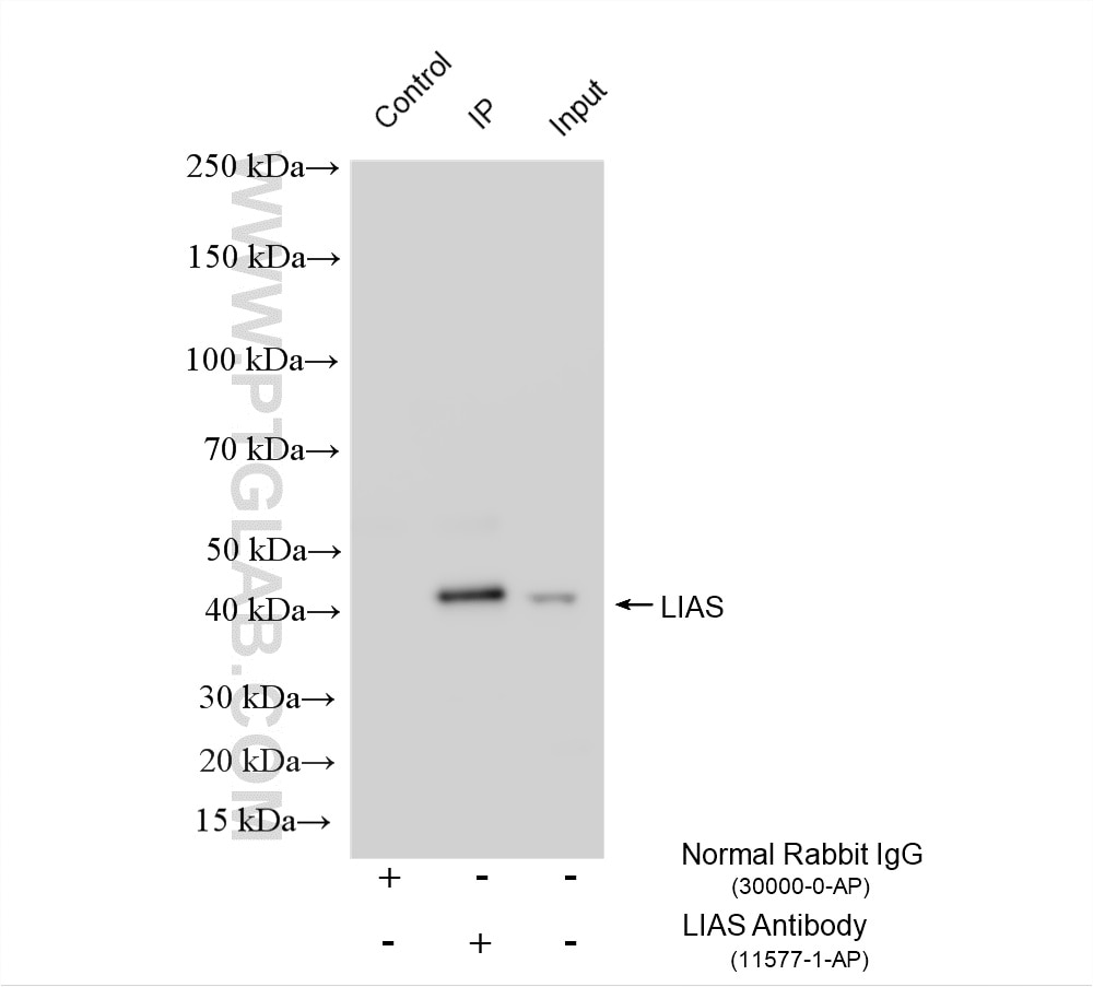Immunoprecipitation (IP) experiment of L02 cells using LIAS Polyclonal antibody (11577-1-AP)