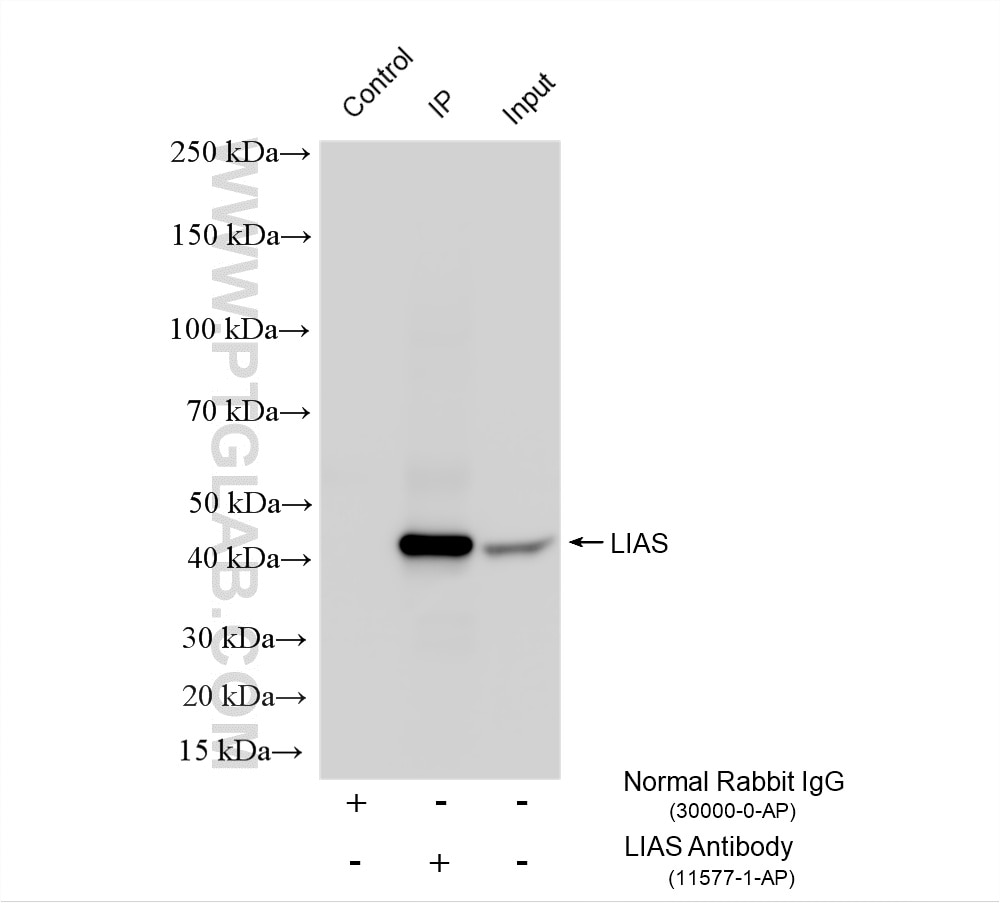 Immunoprecipitation (IP) experiment of mouse liver tissue using LIAS Polyclonal antibody (11577-1-AP)