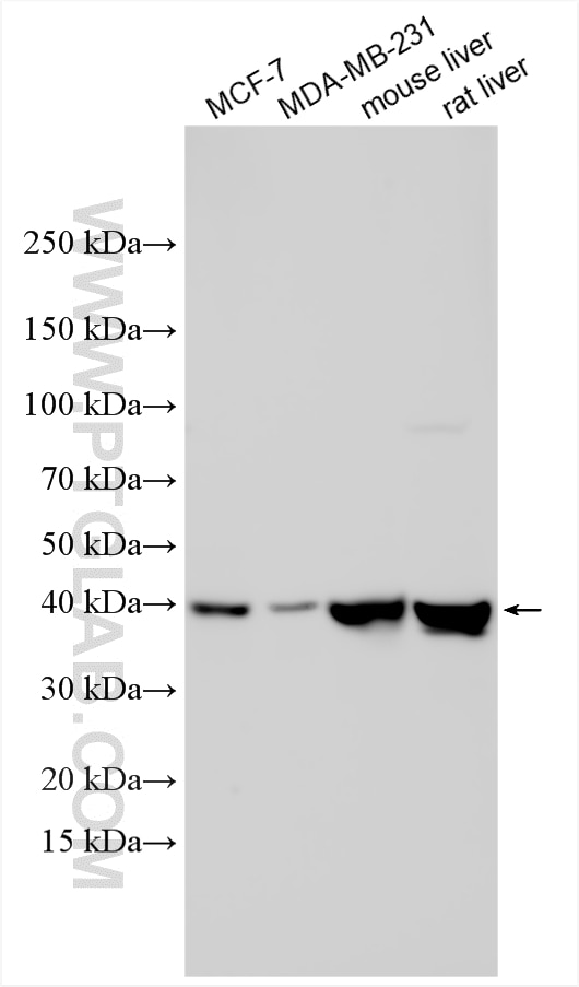 Western Blot (WB) analysis of various lysates using LIAS Polyclonal antibody (11577-1-AP)