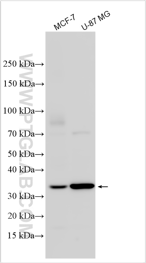 Western Blot (WB) analysis of various lysates using LIF Polyclonal antibody (26757-1-AP)