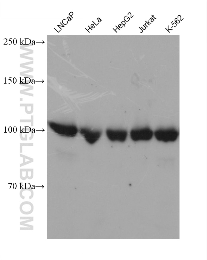 Western Blot (WB) analysis of various lysates using LIG3 Monoclonal antibody (68810-1-Ig)