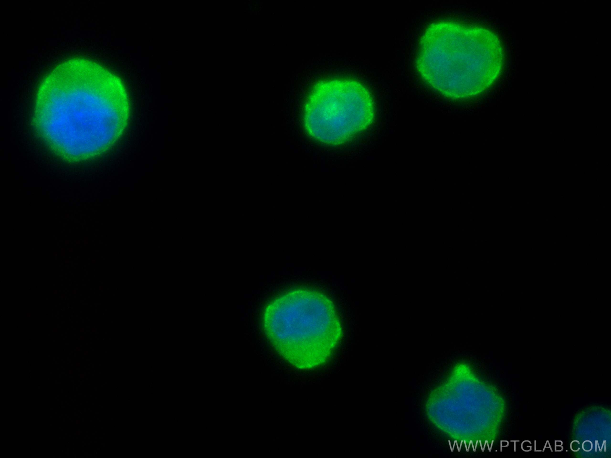 Immunofluorescence (IF) / fluorescent staining of THP-1 cells using LILRB2 Polyclonal antibody (14154-1-AP)