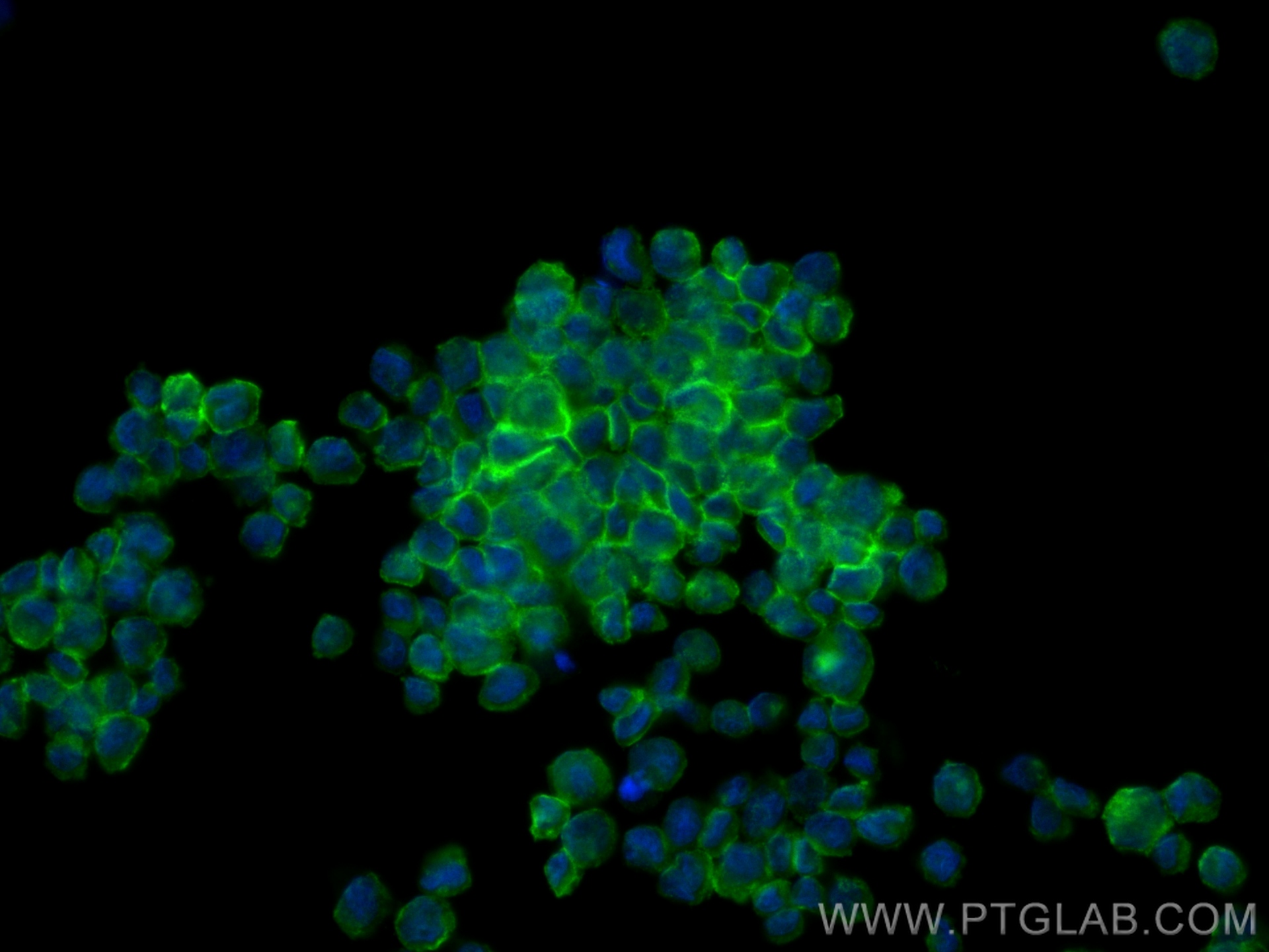 Immunofluorescence (IF) / fluorescent staining of THP-1 cells using LILRB2 Polyclonal antibody (14154-1-AP)