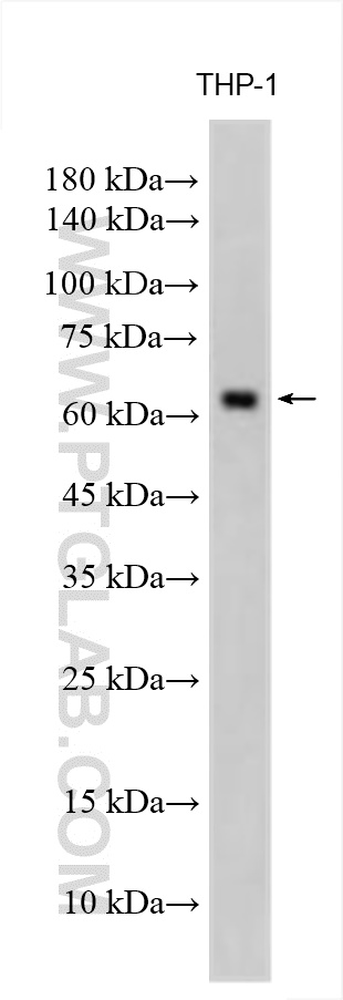 Western Blot (WB) analysis of THP-1 cells using LILRB2 Polyclonal antibody (14154-1-AP)