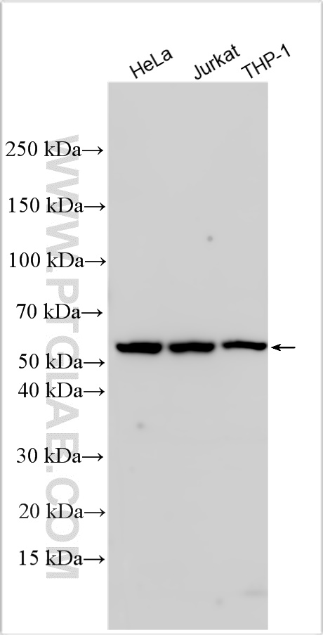 Western Blot (WB) analysis of various lysates using LILRB2 Polyclonal antibody (14154-1-AP)