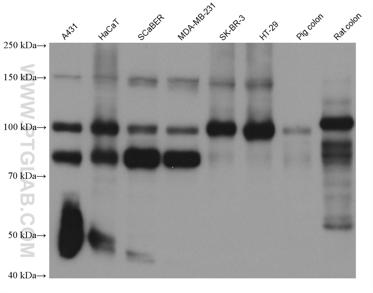 Western Blot (WB) analysis of various lysates using EPLIN Monoclonal antibody (66071-1-Ig)